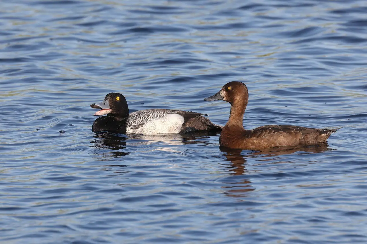 Pair of lesser scaup on the water, 2023