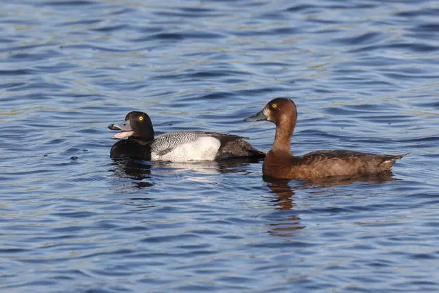 Pair of lesser scaup on the water